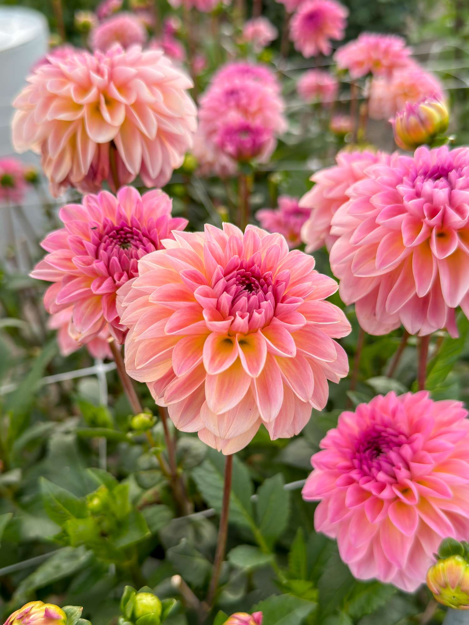 Dahlie 'Esli'